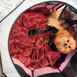 Pomeranian puppies from Mayhew's Pomeranian Pups