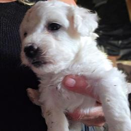 Male 1 - White male Bichon Frise puppy in Four Oaks, North Carolina from .Havenkennels.Net