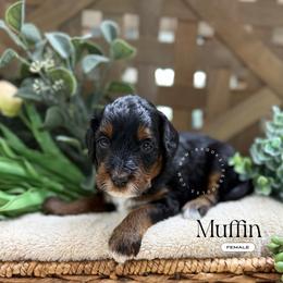 Muffin - Phantom female Bernedoodle puppy in Temecula, California from Brookside Bernedoodles