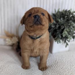 Pickle - Yellow male Labrador Retriever puppy in Angola, Indiana from Reniers Labrador Retrievers