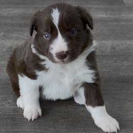 Red-White girl 1 - White and red female Border Collie puppy in East Ellijay, Georgia from Nine Peaks Border Collies
