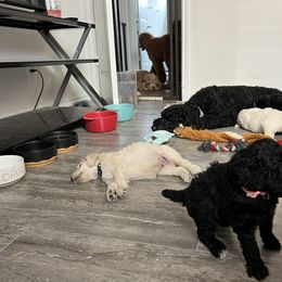 Poodle Puppies from Tyler Family Poodles