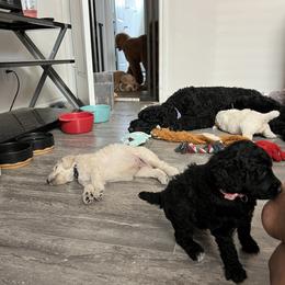 Poodle Puppies from Tyler Family Poodles