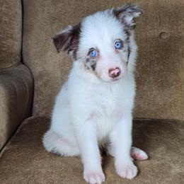 Wingardium Leviosa - Red merle female Border Collie puppy in Chicora, Pennsylvania from Riverwood