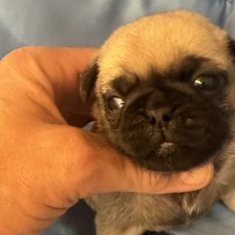 Pugs from Wratchford Farms