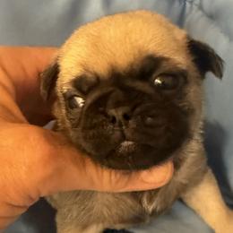 Pugs from Wratchford Farms