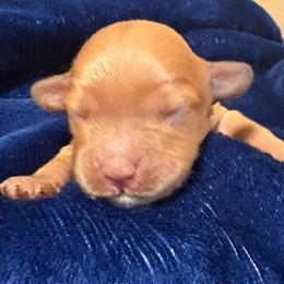 Ocean - Red male Cavapoo puppy in El Sobrante, California from Mckendra's Legacy
