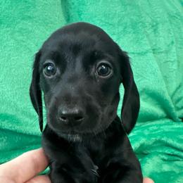 Picasso (PRA Clear) - Black male Dachshund puppy in Memphis, Tennessee from River City Doxies