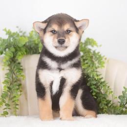Fumiyo - Black and tan male Shiba Inu puppy in Neosho, Missouri from Sunny Terrace Shibas