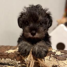 Daisy - Salt and pepper female Miniature Schnauzer puppy in Stevenson, Alabama from Rivers Edge Schnauzers by Joyce Clark