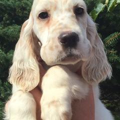 English Setter Puppies from Finlauson's Pet Care Center and Granite State Service Dogs