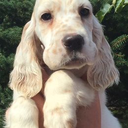 English Setter Puppies from Finlauson's Pet Care Center and Granite State Service Dogs
