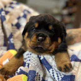 Gold - Flannel - Black and mahogany male Rottweiler puppy in Crothersville, Indiana from The Solid Rock Kennel