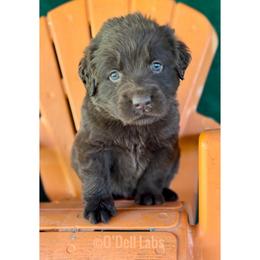 Shamrock - Chocolate male Labrador Retriever puppy in Sullivan, Missouri from O’Dell Labs
