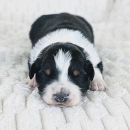 Boy 3 (Green) - Black tri-color male Australian Shepherd puppy in Yakima, Washington from Naches Heights Ranch