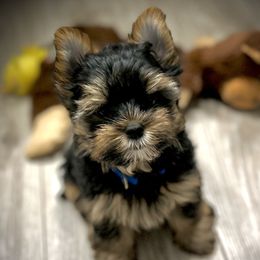 Yorkshire Terrier Puppies from Lil Country Gems Yorkies