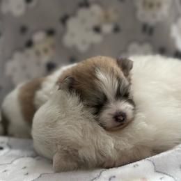 Hazel - Wolf sable female Pomeranian puppy in Edmond, Oklahoma from Okie Poms