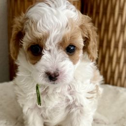 Boy 1 - Cream male Cavapoo puppy in Nampa,, Idaho from Clig Doodle Days
