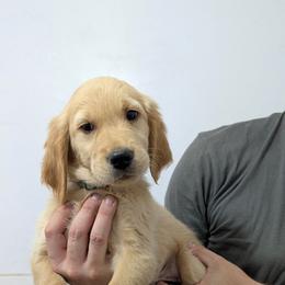 Teal - Golden male Golden Retriever puppy in San Tan Valley, Arizona from Top Gun Golden Retrievers