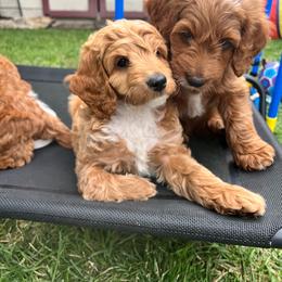 Croissant is brown collar male from Stroodles Bake Sale litter - Apricot male Goldendoodle puppy in Hamilton, Montana from Stroodles Doodles