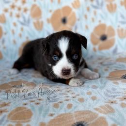 Odin - Red tri male Toy Australian Shepherd puppy in Liberty Hill, Texas from Pistol Paws Aussies