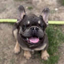 June - French Bulldog