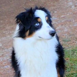Australian Shepherds from Heartland Aussies