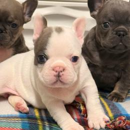 Girl 1 - Blue fawn female French Bulldog puppy in Spanaway, Washington from Frog Faced Frenchies