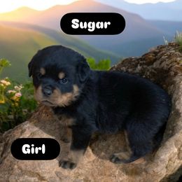 Sugar - Black and tan female Rottweiler puppy in Detroit, Michigan from Rottweiler Land