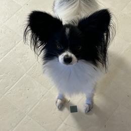 Scout - Papillon