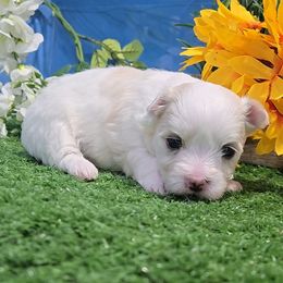 Lettie - White and lemon female Maltese puppy in Aurora, Missouri from KnJ Precious Paws LLC