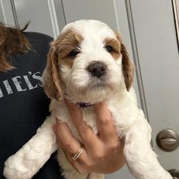 Purple Collar - Parti female Goldendoodle puppy in Winchester, Tennessee from Mahaffey’s Doodles