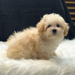 Maverick - Champagne male Maltipoo puppy in Oakland, Kentucky from Imperial Dogs