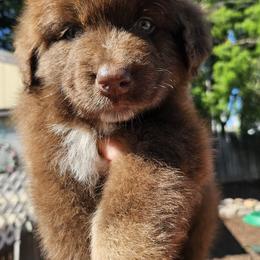 Ganache - Red tri-color male Australian Shepherd puppy in Fultonville, New York from Sandy Aussies & Pomeranians