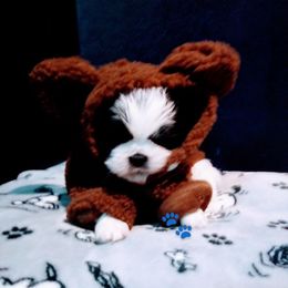 Shichon and Shih Tzu Puppies from Angie’s Teddy Bear Puppies Minnesota