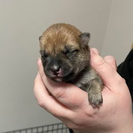 Shiba Inu Puppies from Tobitatsu Shiba Inu