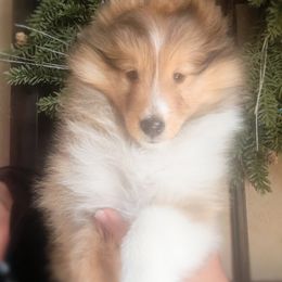Shetland Sheepdog Puppies from Renegade Winds