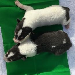 Boy 4 - male Collie puppy in St Stephens, Wyoming from Desert Kennels