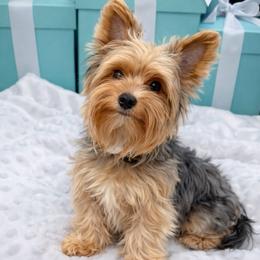 Addison - Yorkshire Terrier