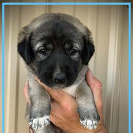 Light Blue - Fawn female Anatolian Shepherd Dog puppy in Clark, Wyoming from Fyne Acres