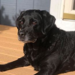 Labrador Retrievers from Tonya Harmon's Labrador Retrievers