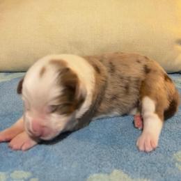 Rowan (Prev. Mitsubishi) - Red merle female Australian Shepherd puppy in Bennett, Colorado from Alolan Angel Aussies