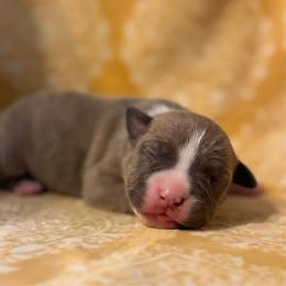 Girl 2 - female American Pit Bull Terrier puppy in Nine Mile Falls, Washington from Bartin Kennels