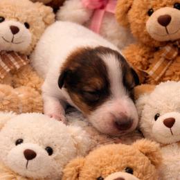 Tim - White male Collie puppy in Carencro, Louisiana from Cajun Bayou's Collies LLC
