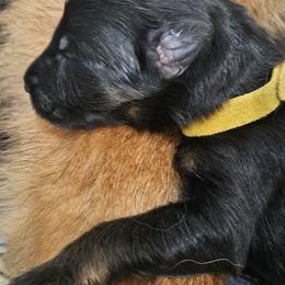 Yellow collar - Black and red female German Shepherd puppy in Newaygo, Michigan from Sterley Shepherds