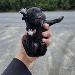 Poodle Puppies from Fluffy Doodle Farms