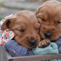 Golden Retriever Puppies from Earley Goldens