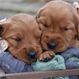 Golden Retriever Puppies from Earley Goldens