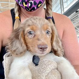 Dachshund Puppies from JK Kennel