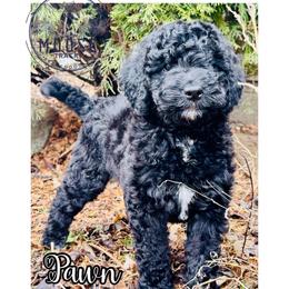 Pawn - Black female Bernedoodle puppy in Belleville, Michigan from Moose Tracks Bernedoodles